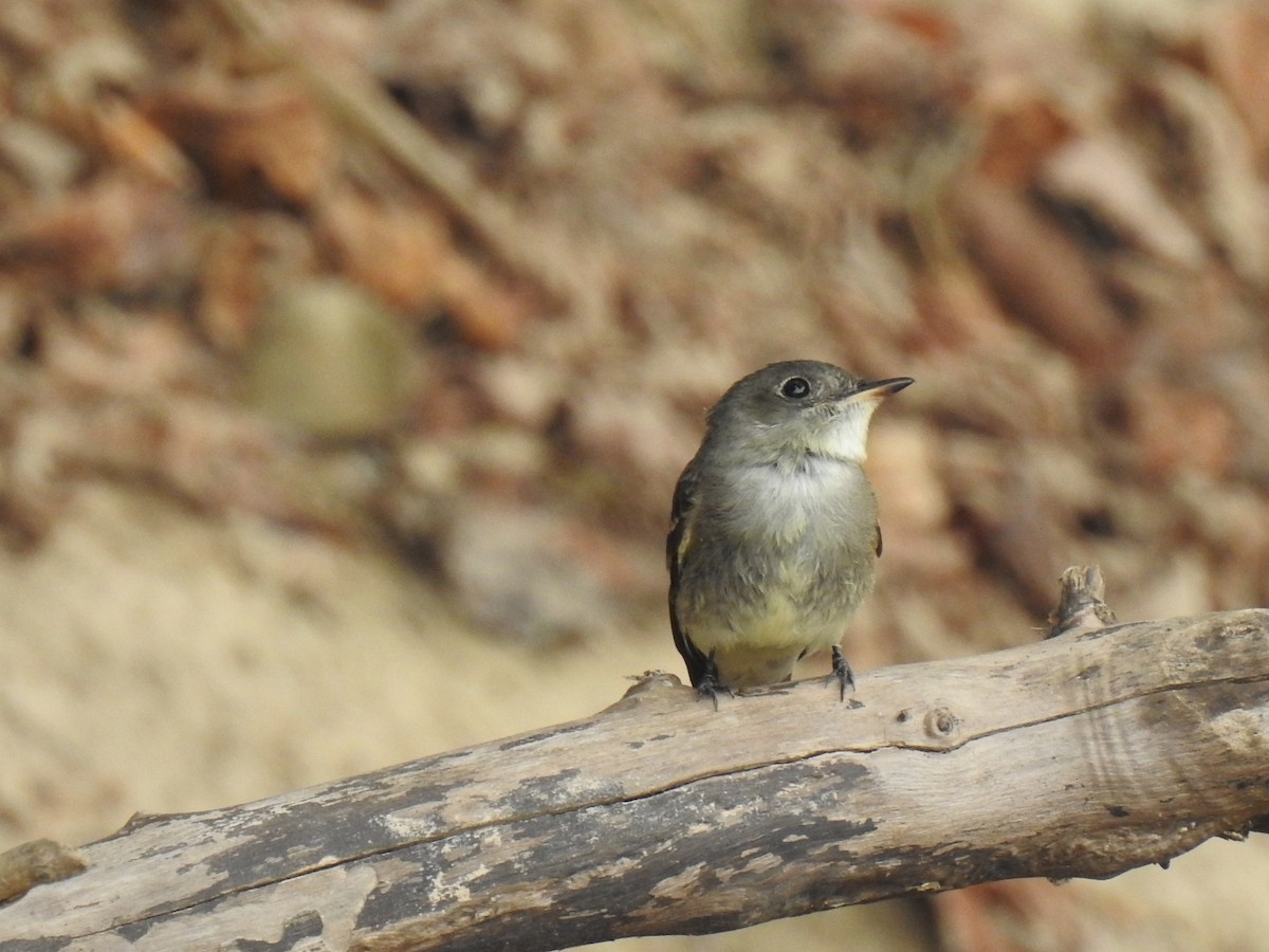 Eastern Wood-Pewee - ML641869520