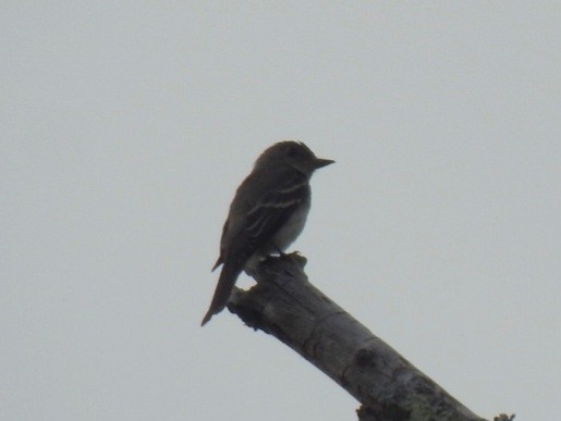 Eastern Wood-Pewee - ML641869521