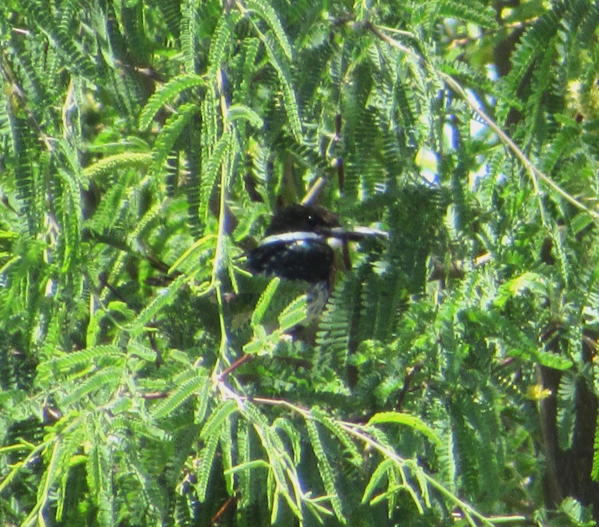 Green Kingfisher - ML641869531