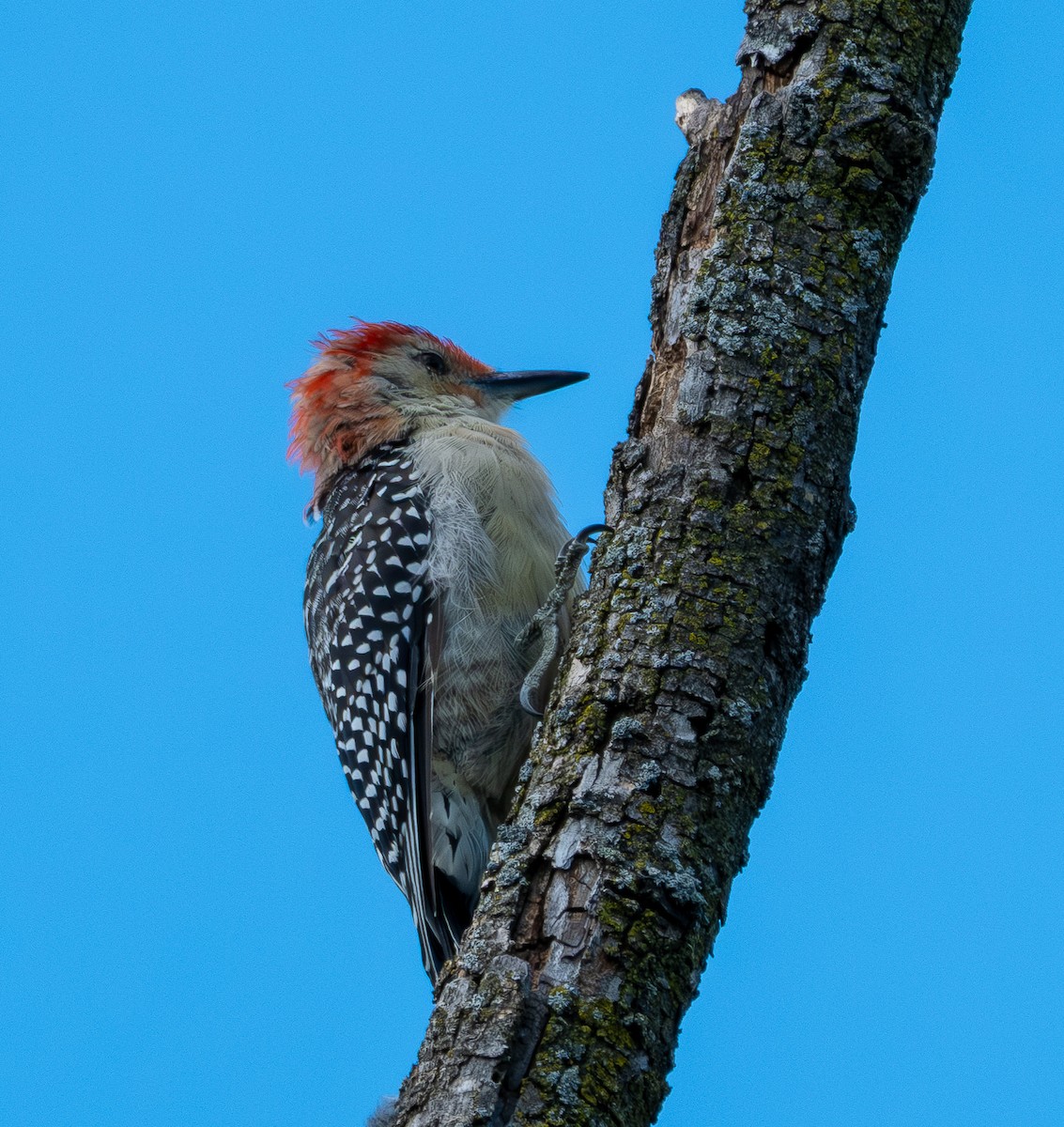 Red-bellied Woodpecker - ML641869540