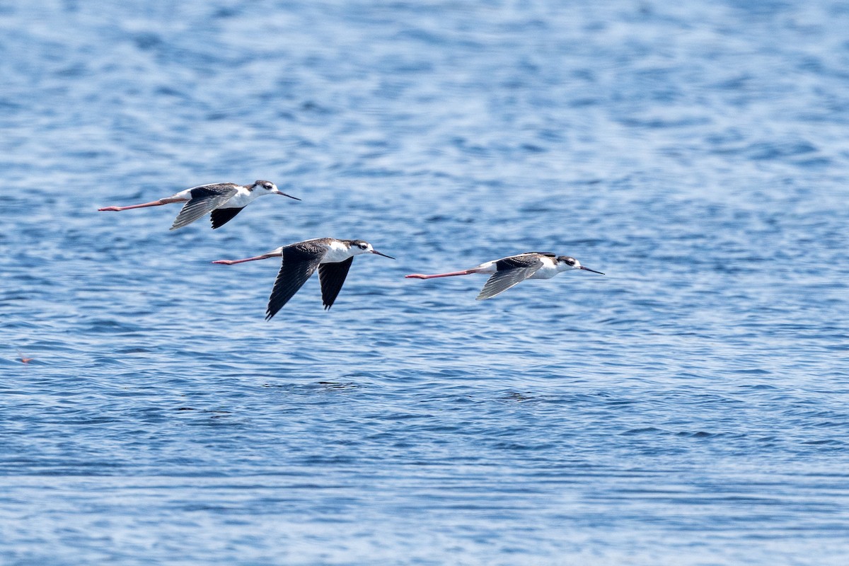 Black-necked Stilt - ML641869541