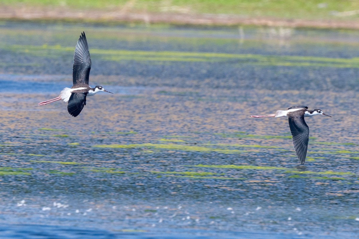 Black-necked Stilt - ML641869544
