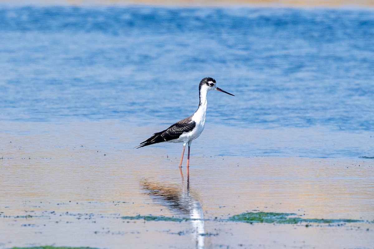 Black-necked Stilt - ML641869549