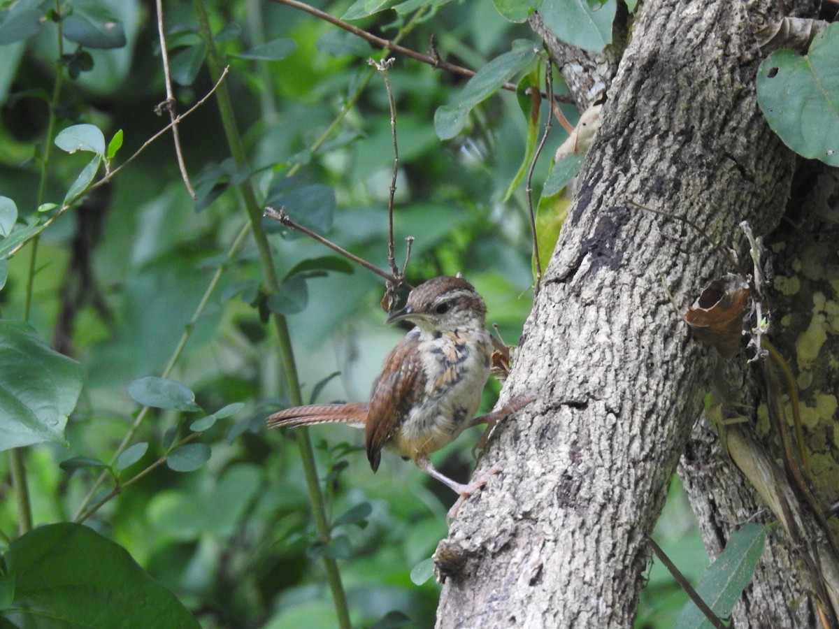 Carolina Wren - ML641869550