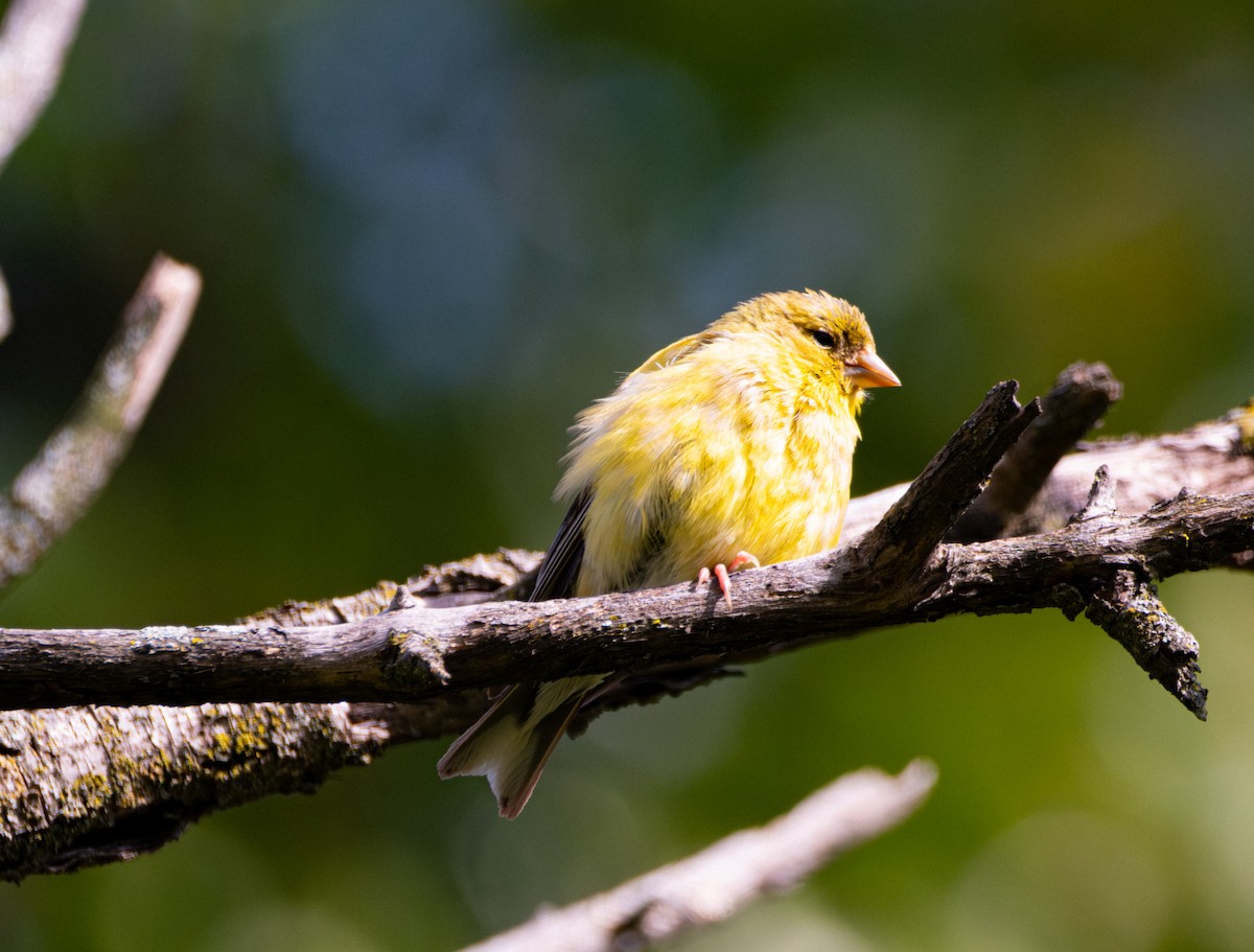 American Goldfinch - ML641869551