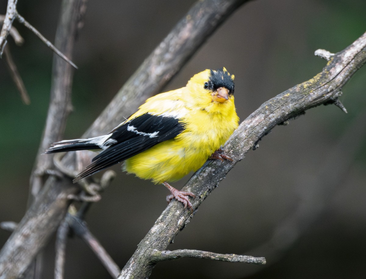 American Goldfinch - ML641869552