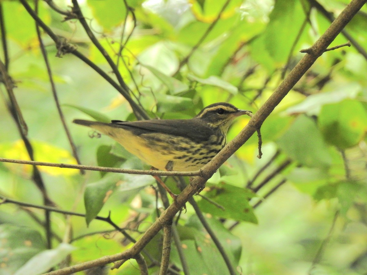 Northern Waterthrush - ML641869558