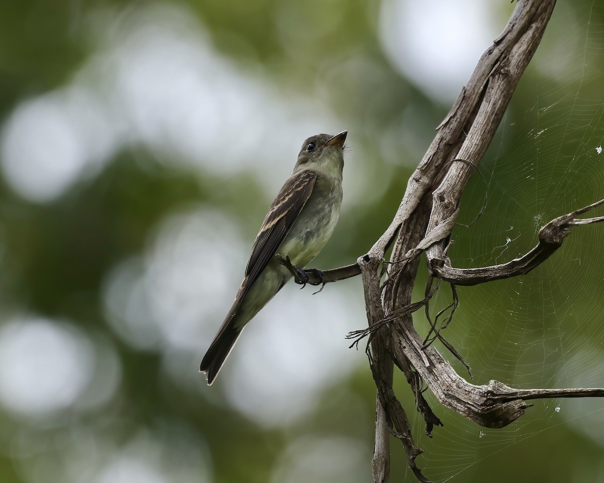 Eastern Wood-Pewee - ML641869591
