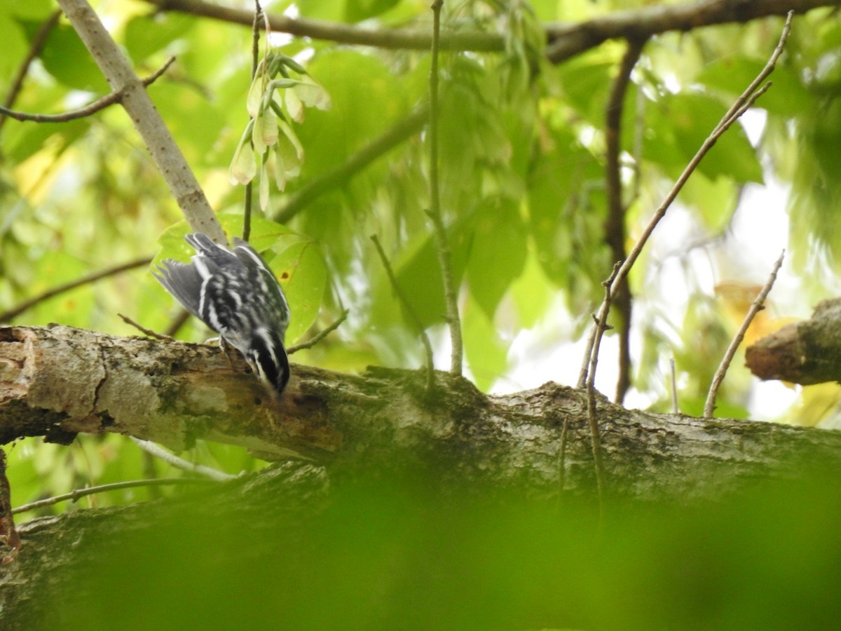 Black-and-white Warbler - ML641869596