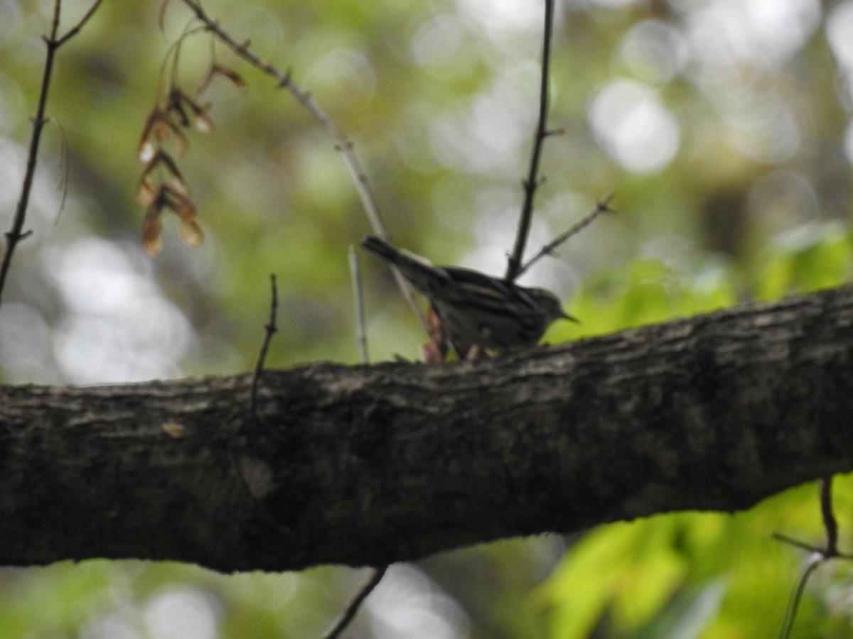Black-and-white Warbler - ML641869597