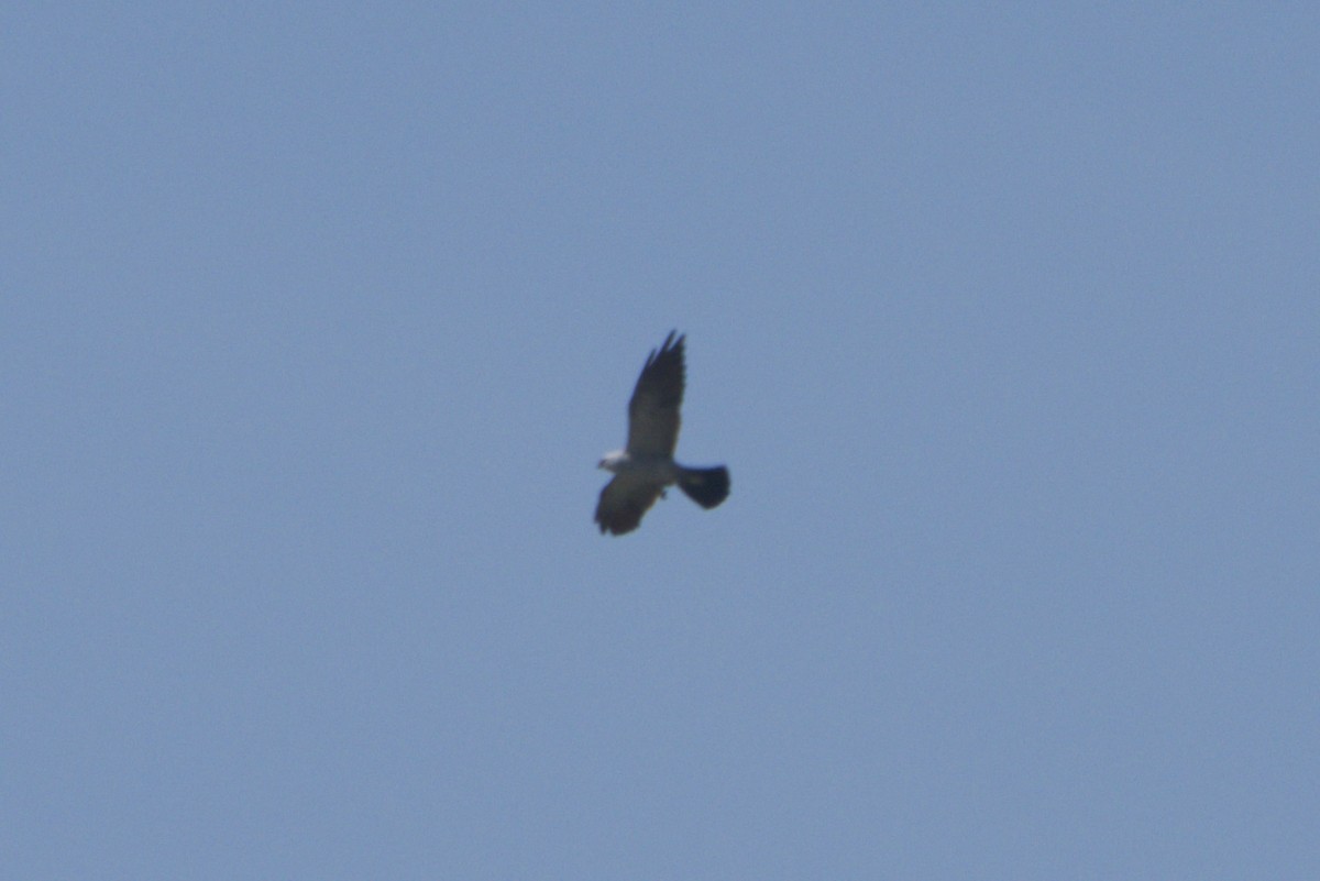 Mississippi Kite - ML641869600