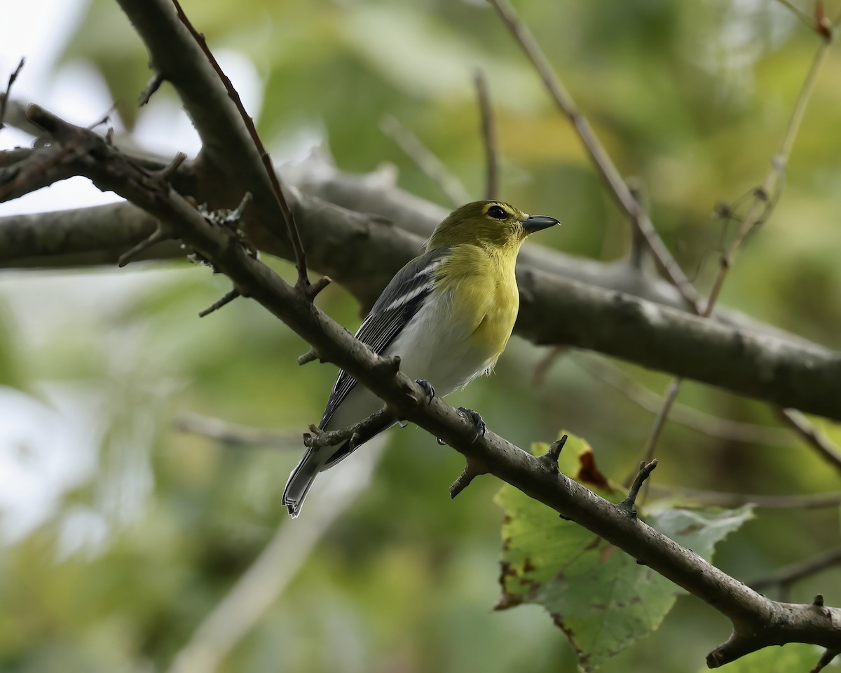 Yellow-throated Vireo - ML641869609