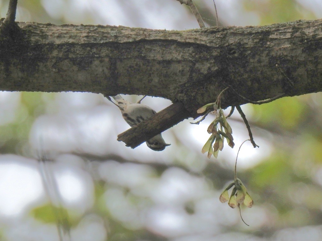 Black-and-white Warbler - ML641869612