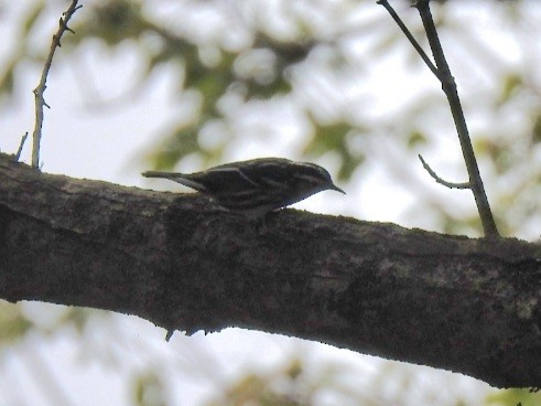 Black-and-white Warbler - ML641869613