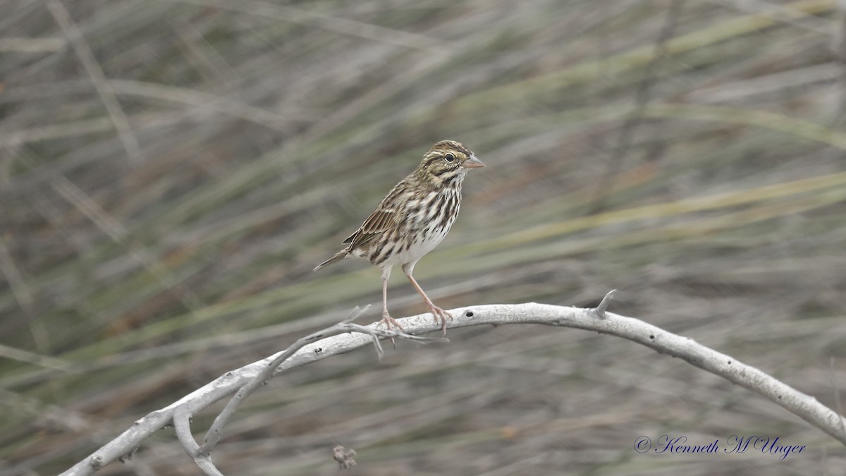 Savannah Sparrow - ML641869618