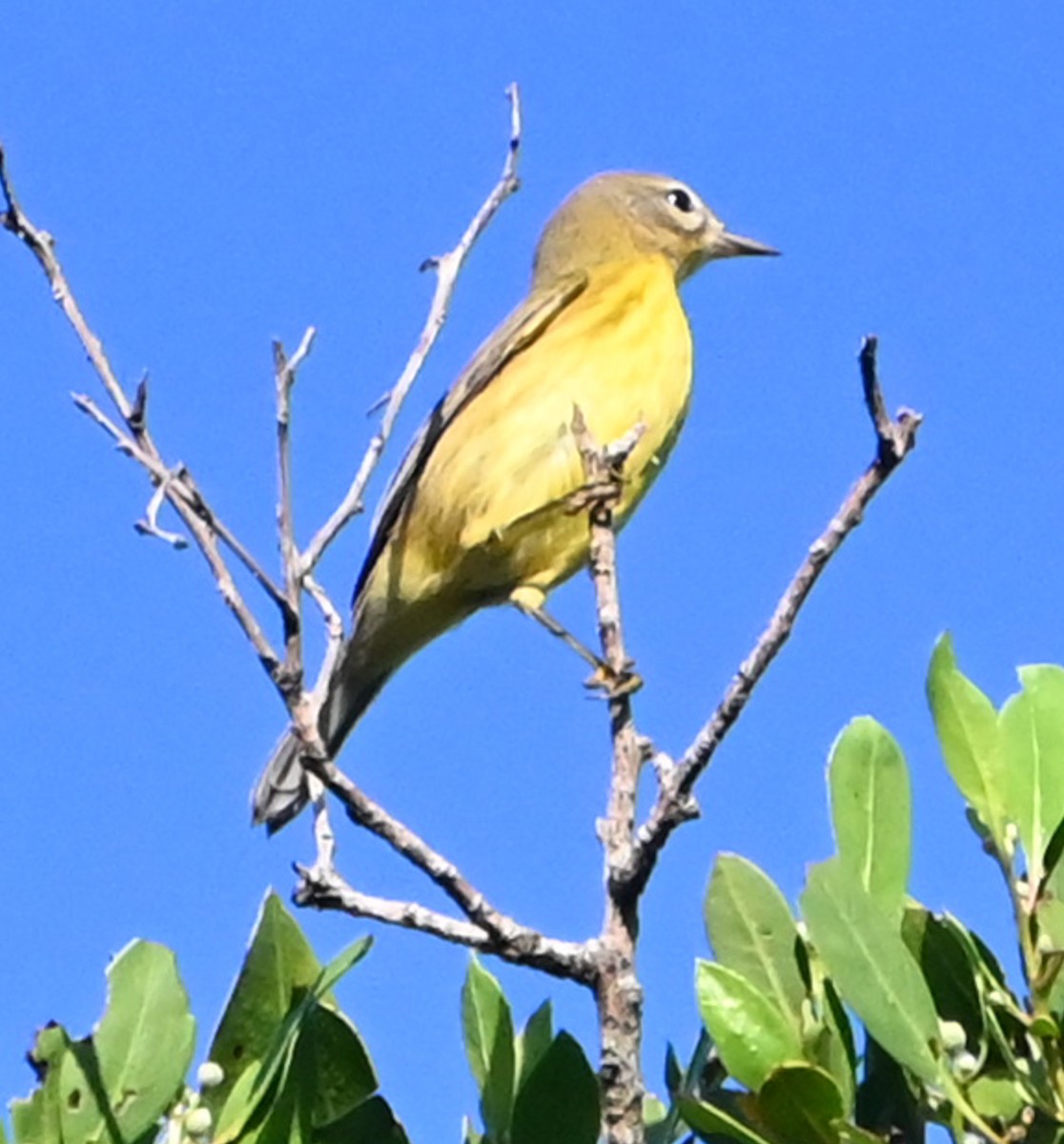 Prairie Warbler - ML641869623