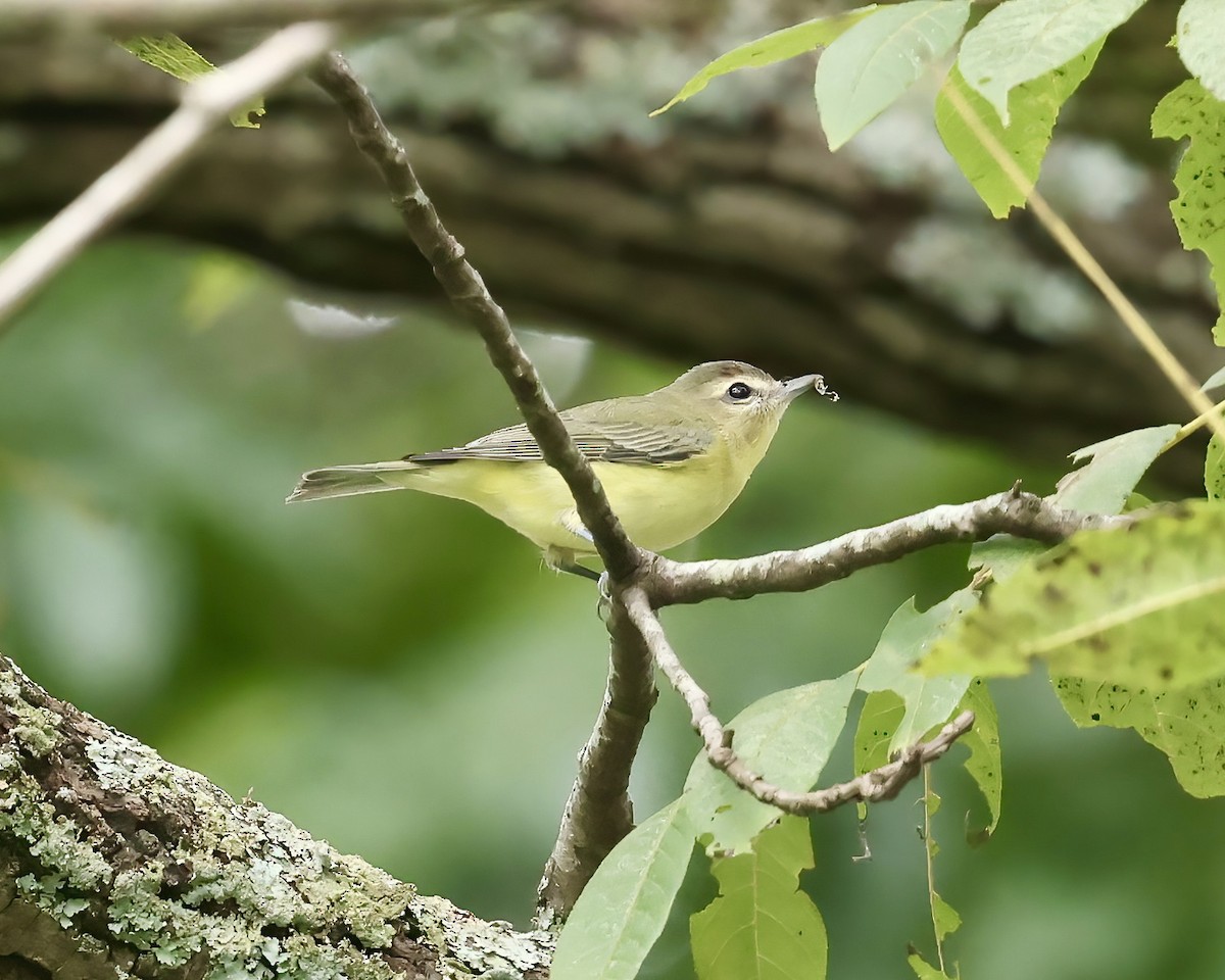 Philadelphia Vireo - ML641869624