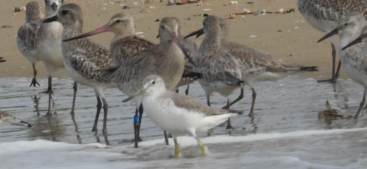 Nordmann's Greenshank - ML641869625