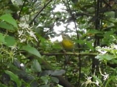 Northern Parula - ML641869626