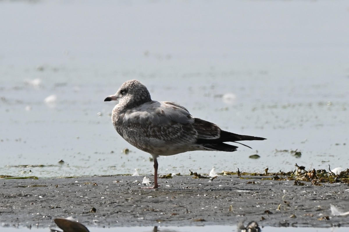 Ring-billed Gull - ML641869631