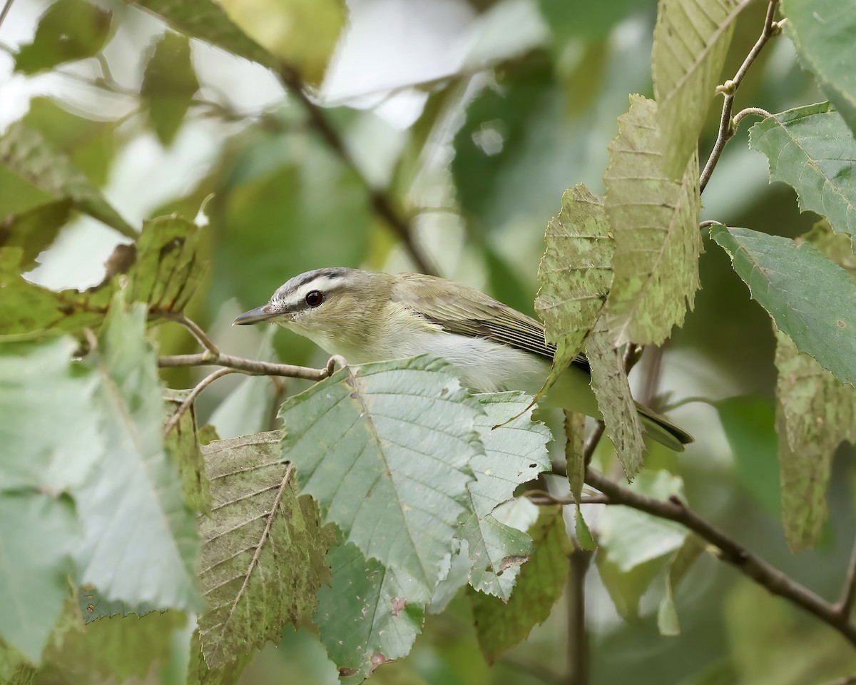 Red-eyed Vireo - ML641869635