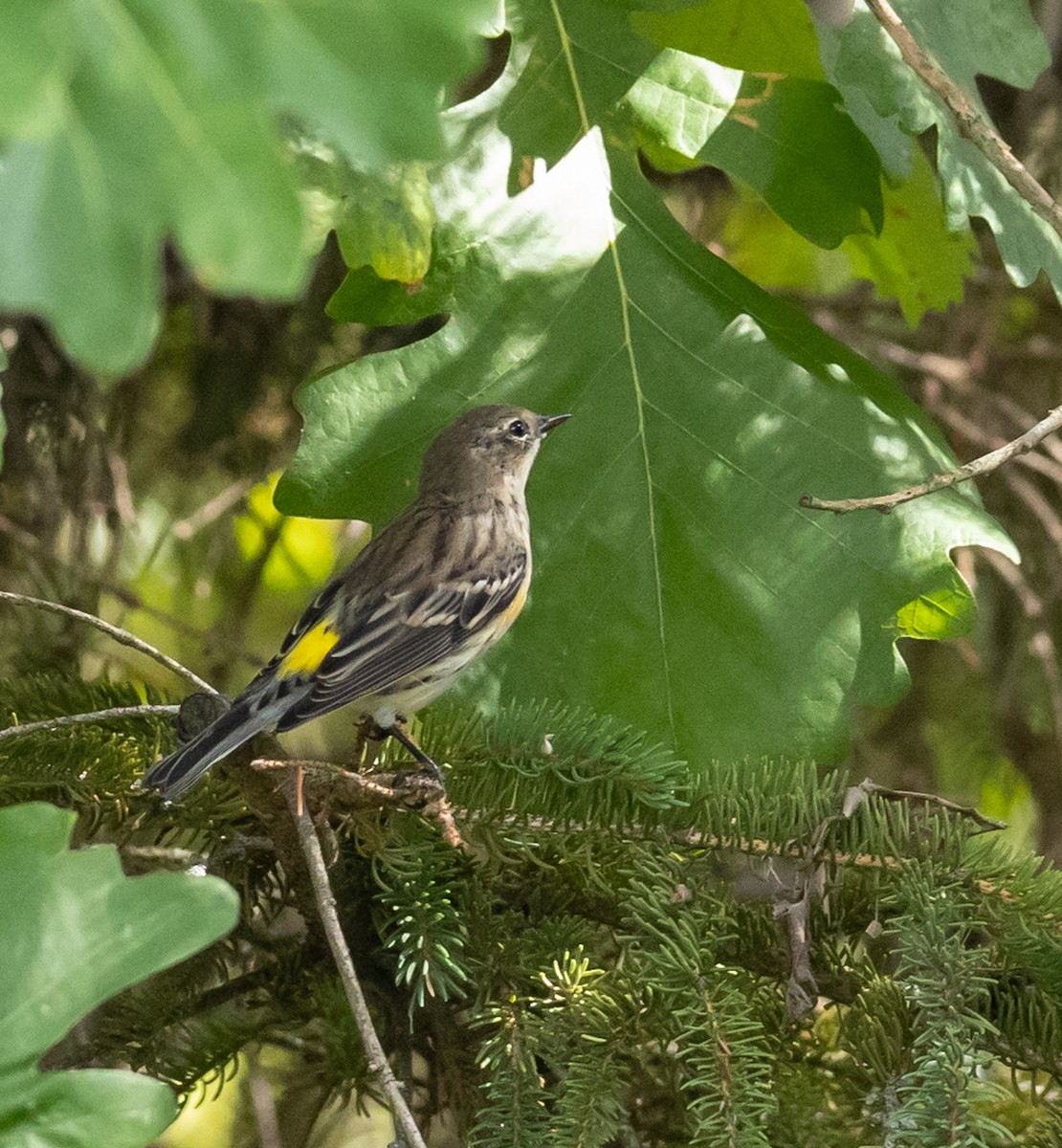 Yellow-rumped Warbler - ML641869636
