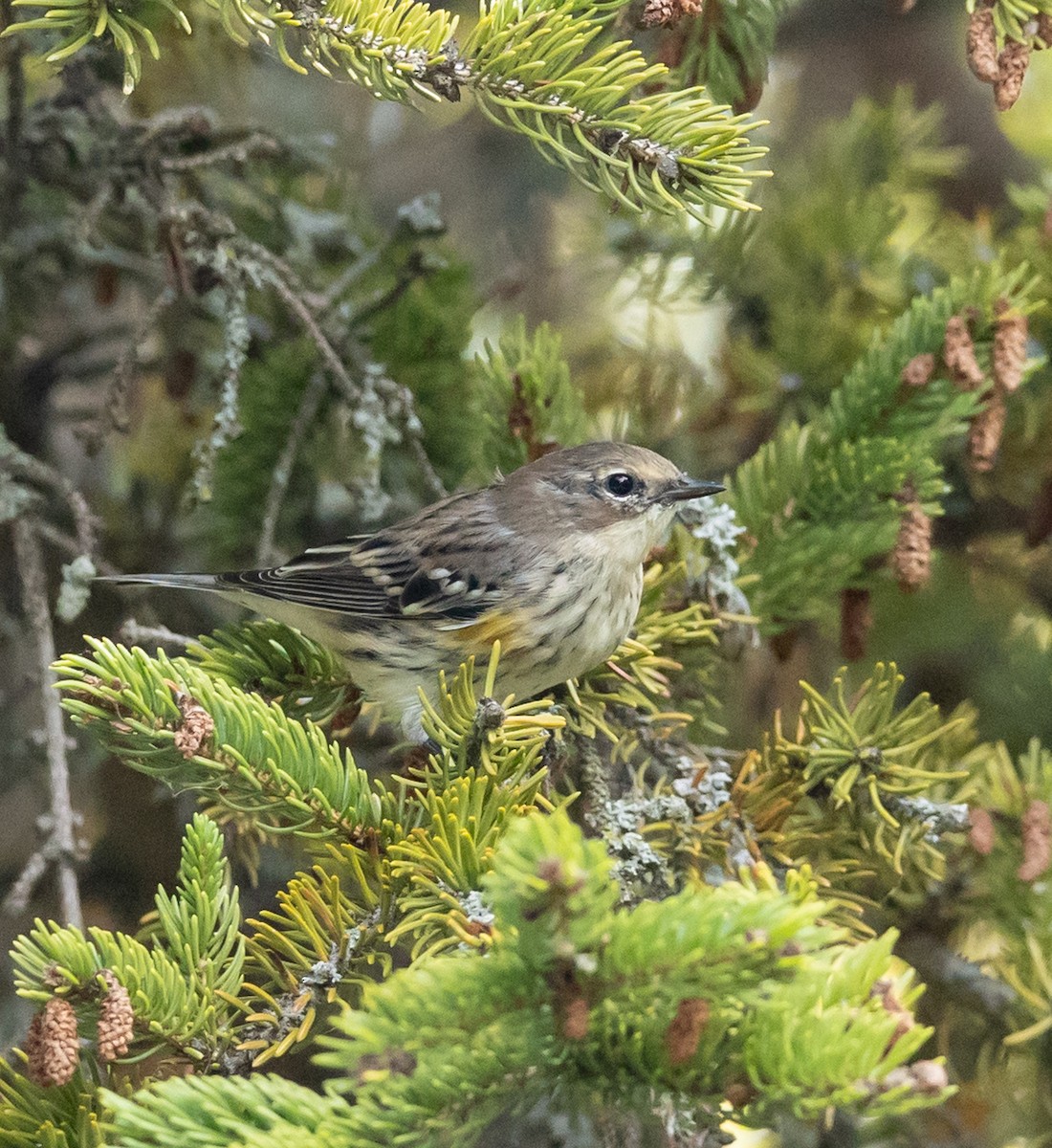 Yellow-rumped Warbler - ML641869637