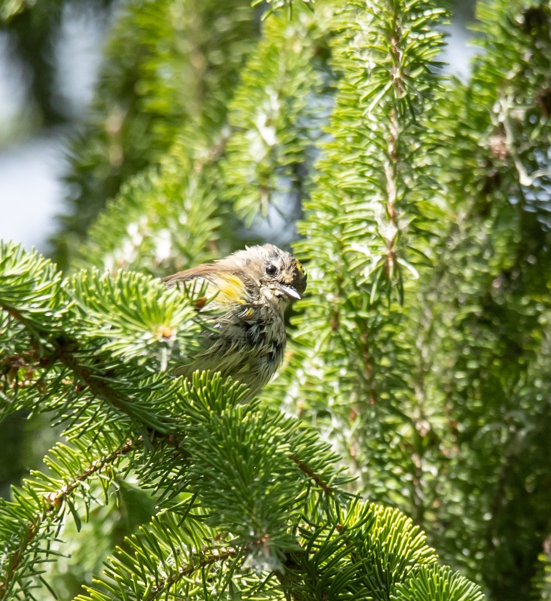 Yellow-rumped Warbler - ML641869638