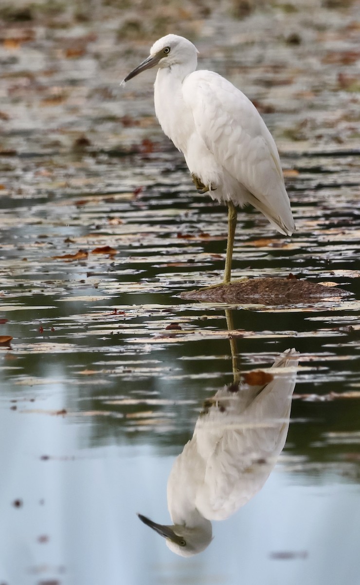 Little Blue Heron - ML641869640