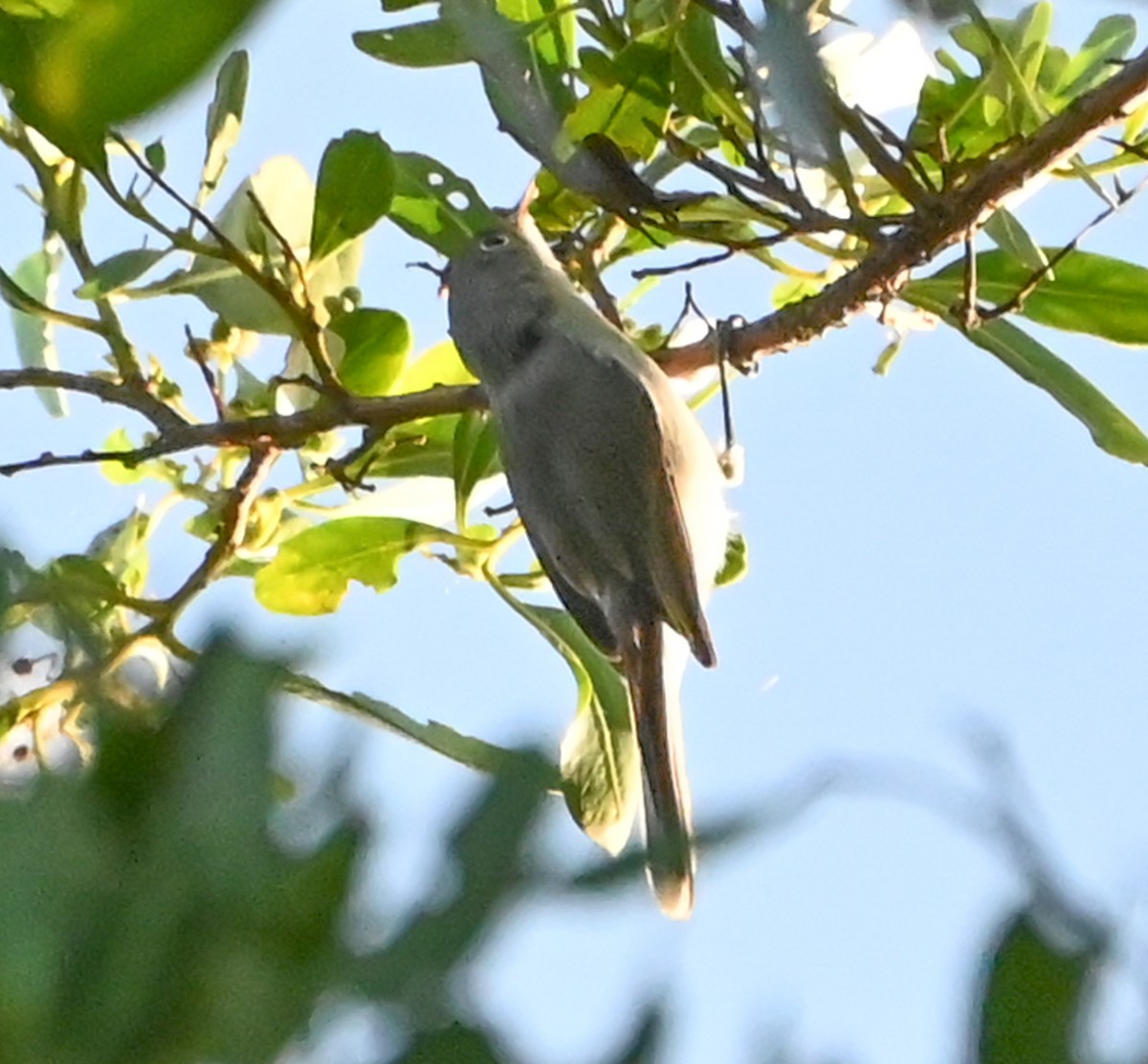 Blue-gray Gnatcatcher (Eastern) - ML641869644