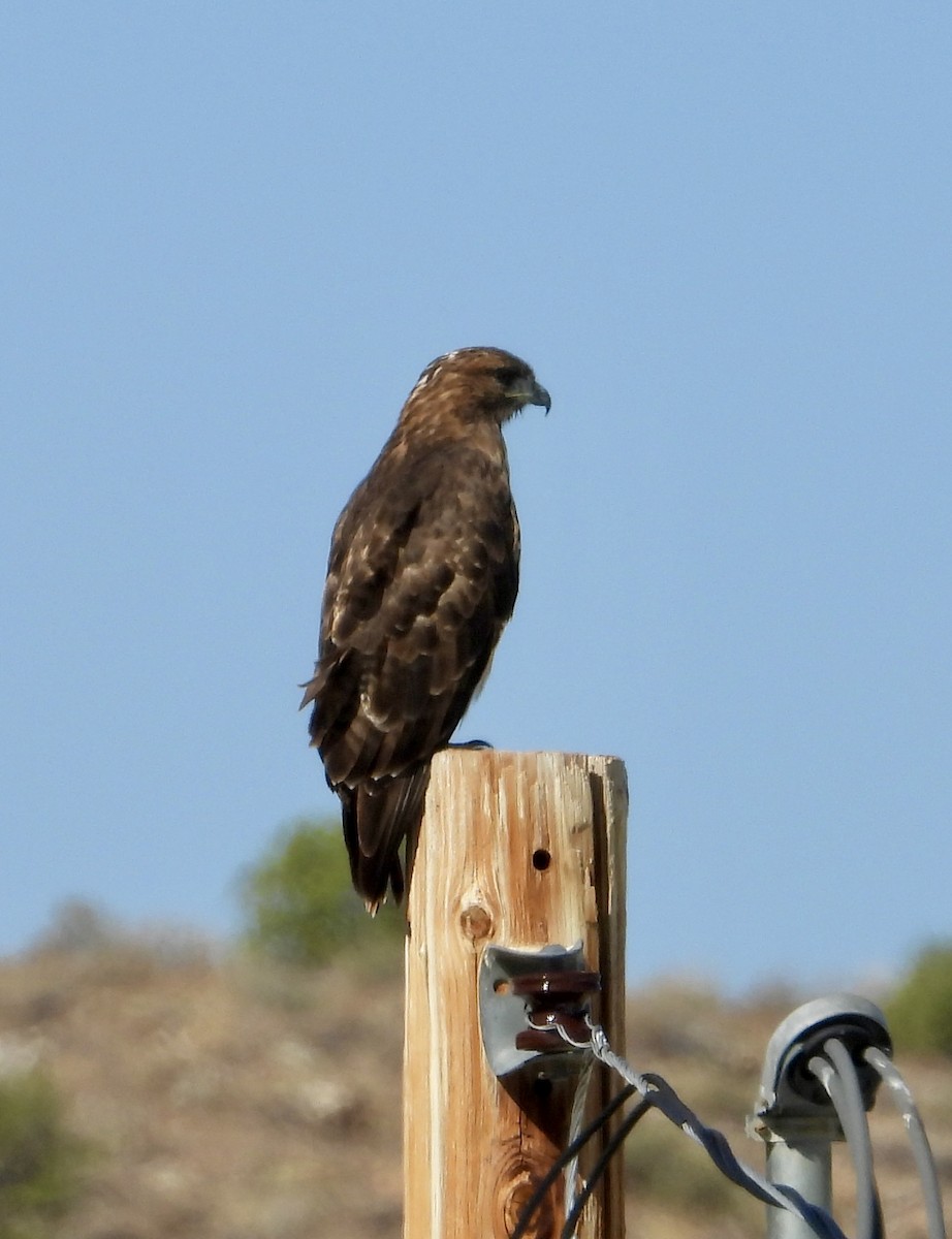 Red-tailed Hawk - ML641869648