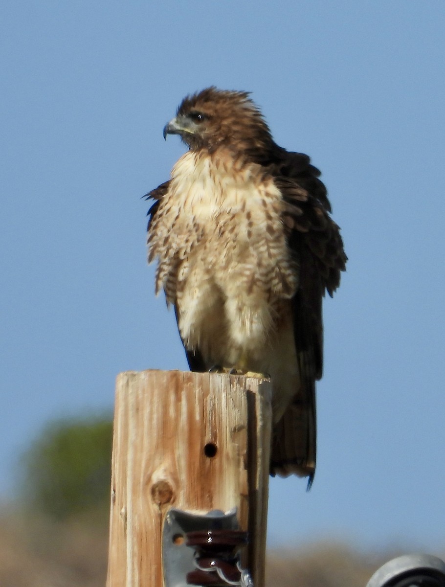 Red-tailed Hawk - ML641869649