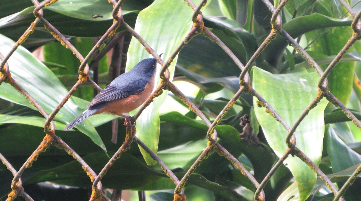 Rusty Flowerpiercer - ML641869650