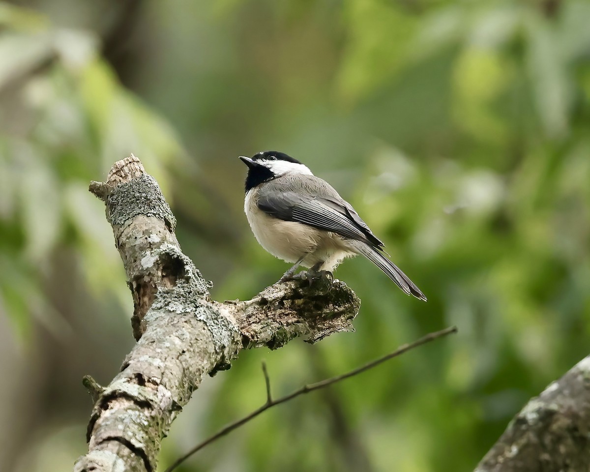 Carolina Chickadee - ML641869651