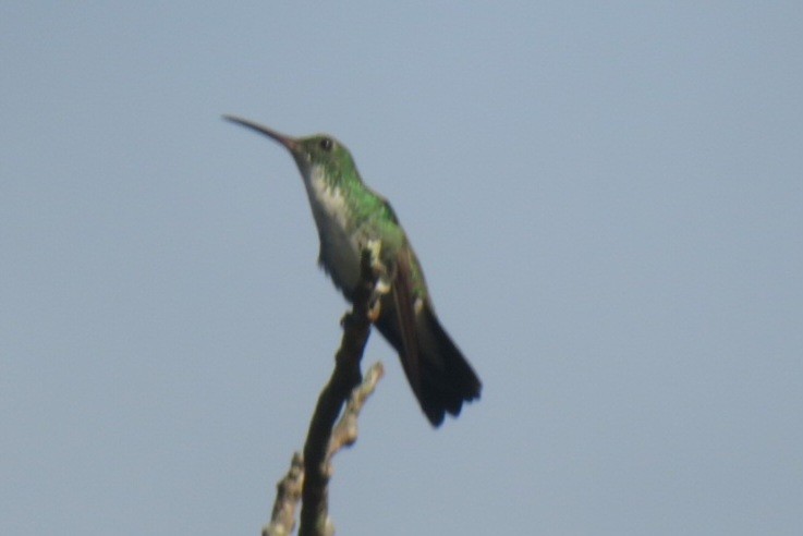 Plain-bellied Emerald - ML641869652