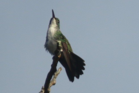 Plain-bellied Emerald - ML641869653