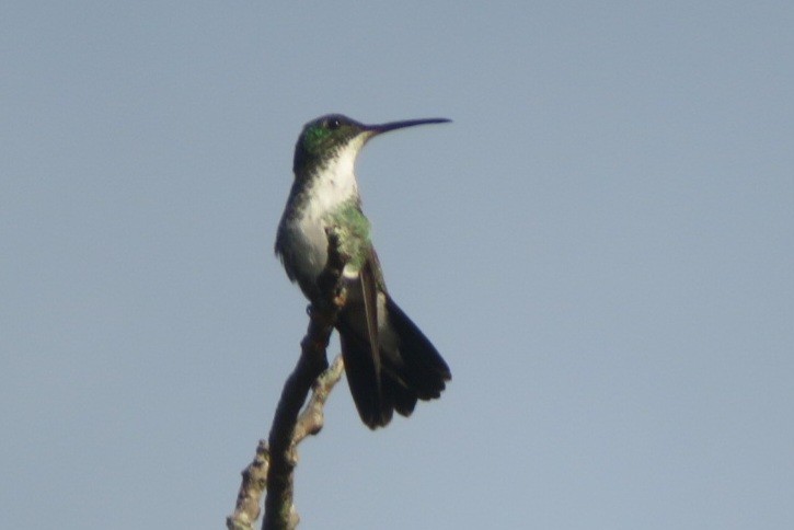 Plain-bellied Emerald - ML641869654