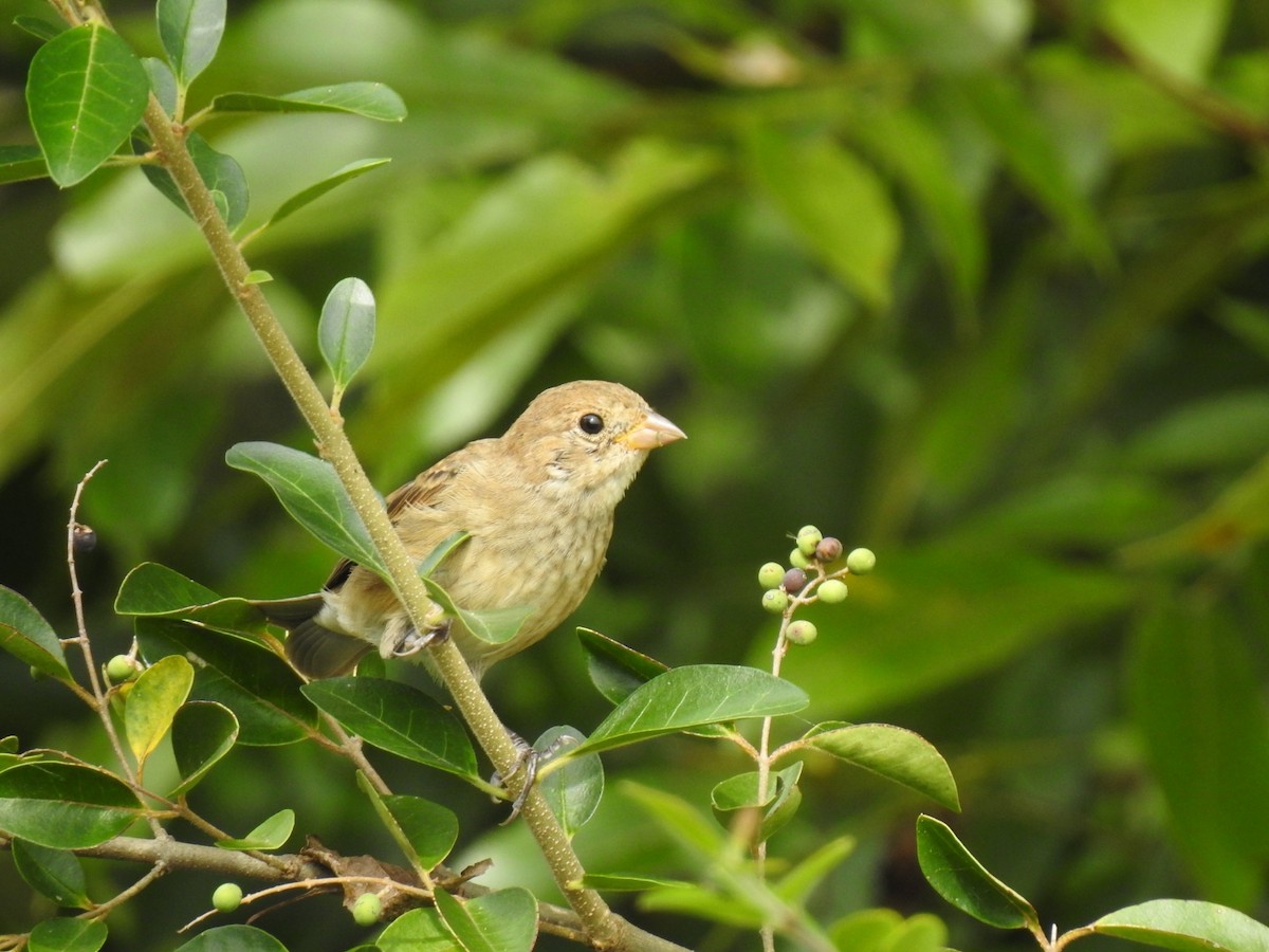 Indigo Bunting - ML641869655