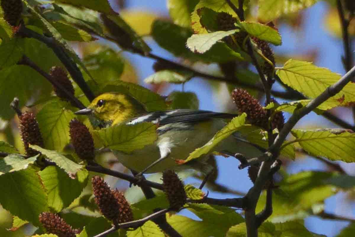 Black-throated Green Warbler - ML641869658