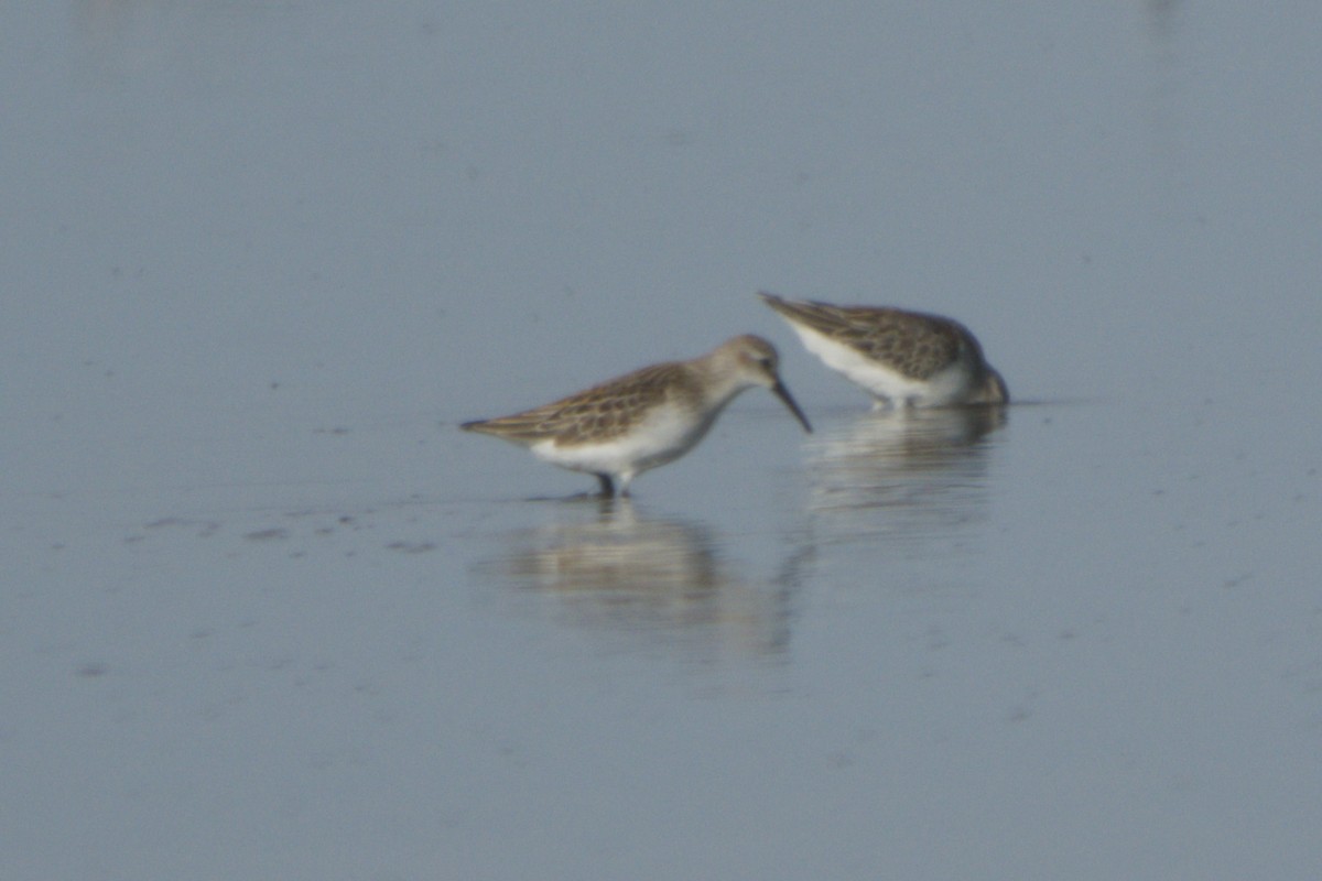 Stilt Sandpiper - ML641869660
