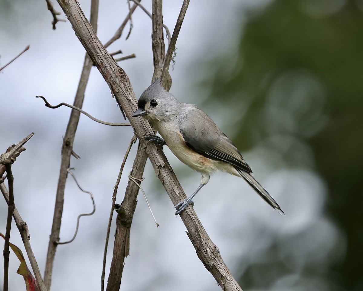 Tufted Titmouse - ML641869676