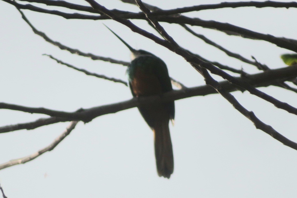 Rufous-tailed Jacamar - ML641869691