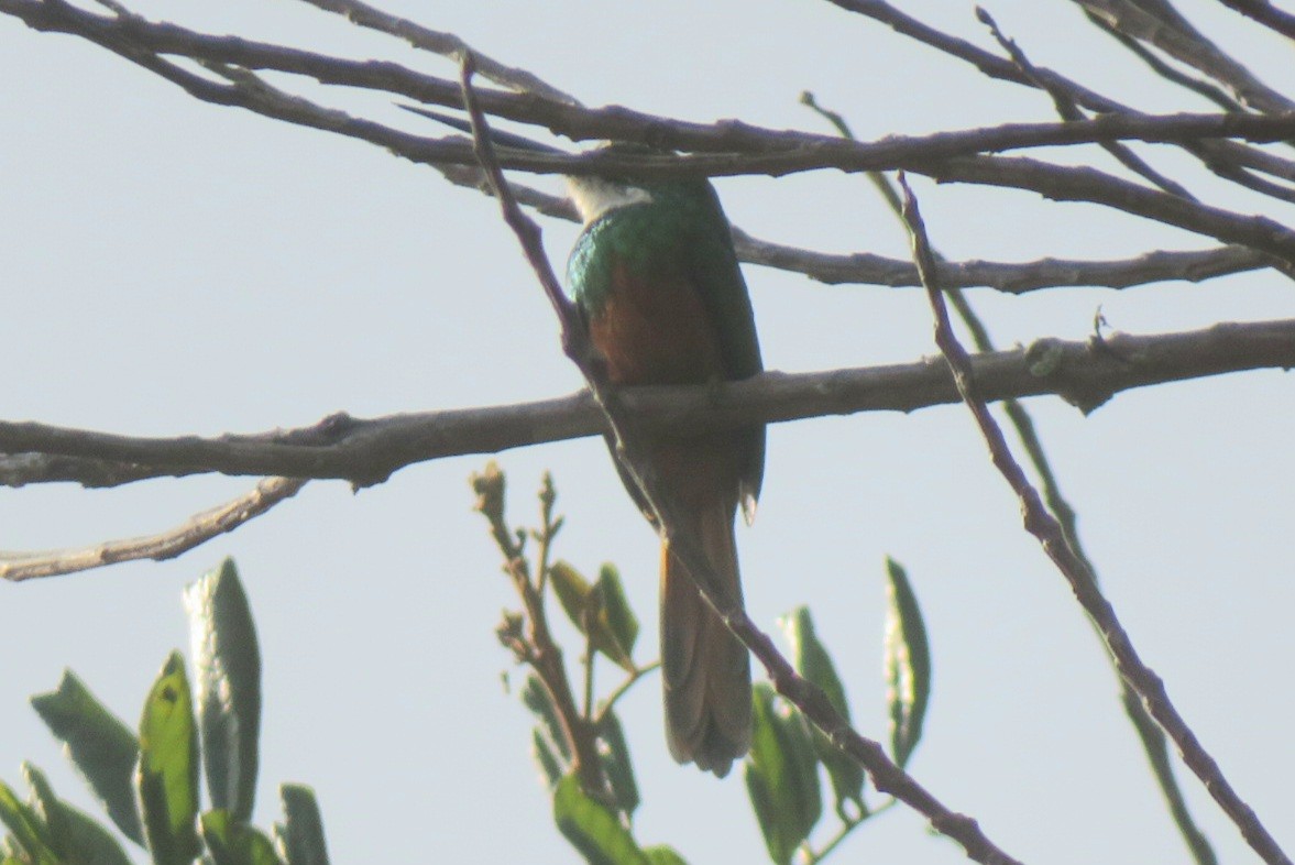 Rufous-tailed Jacamar - ML641869692