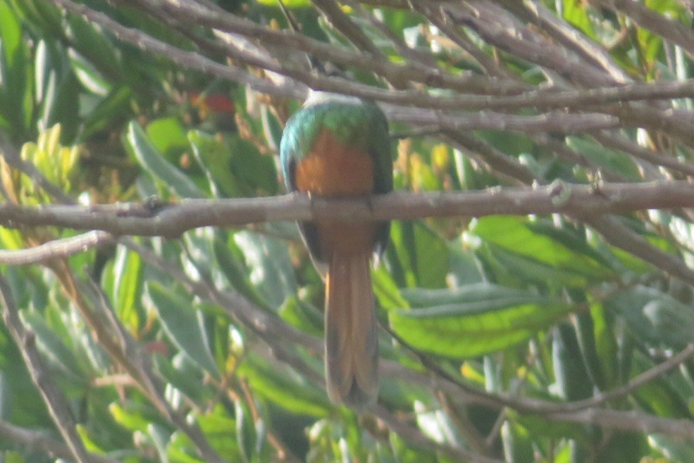 Rufous-tailed Jacamar - ML641869693
