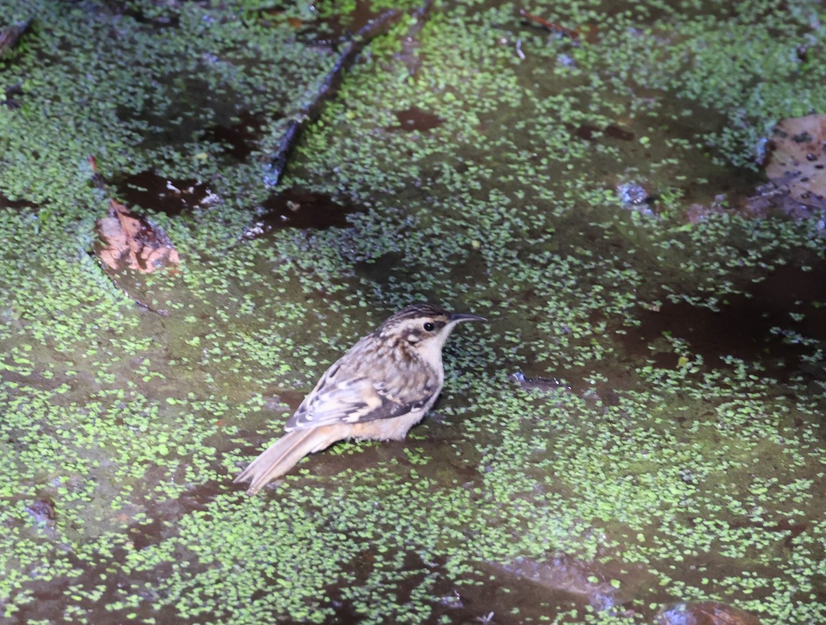 Brown Creeper - ML641869696