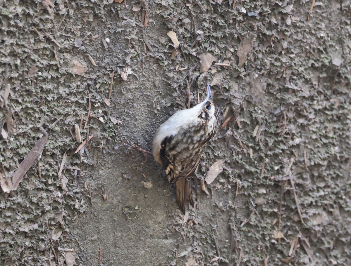 Brown Creeper - ML641869697