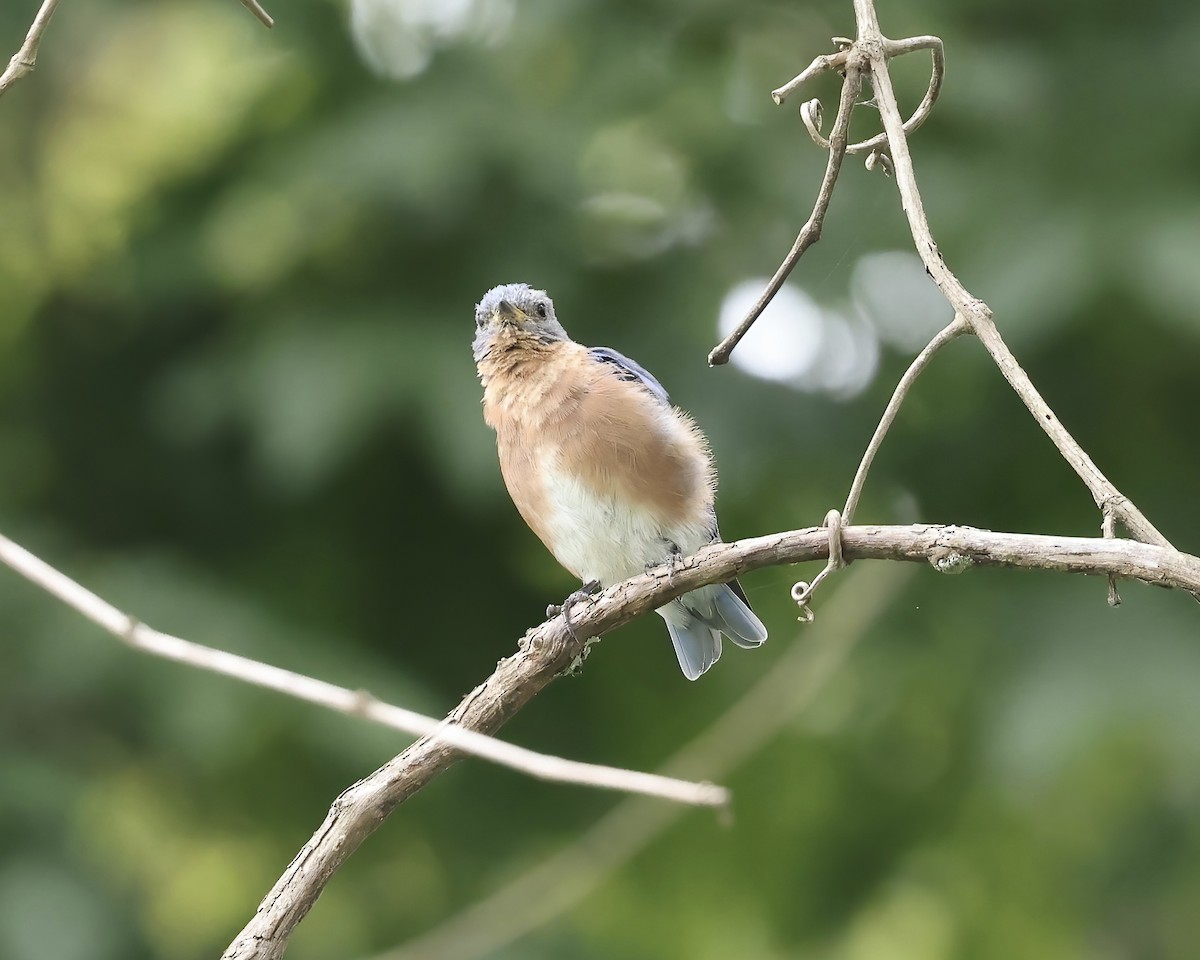 Eastern Bluebird - ML641869698