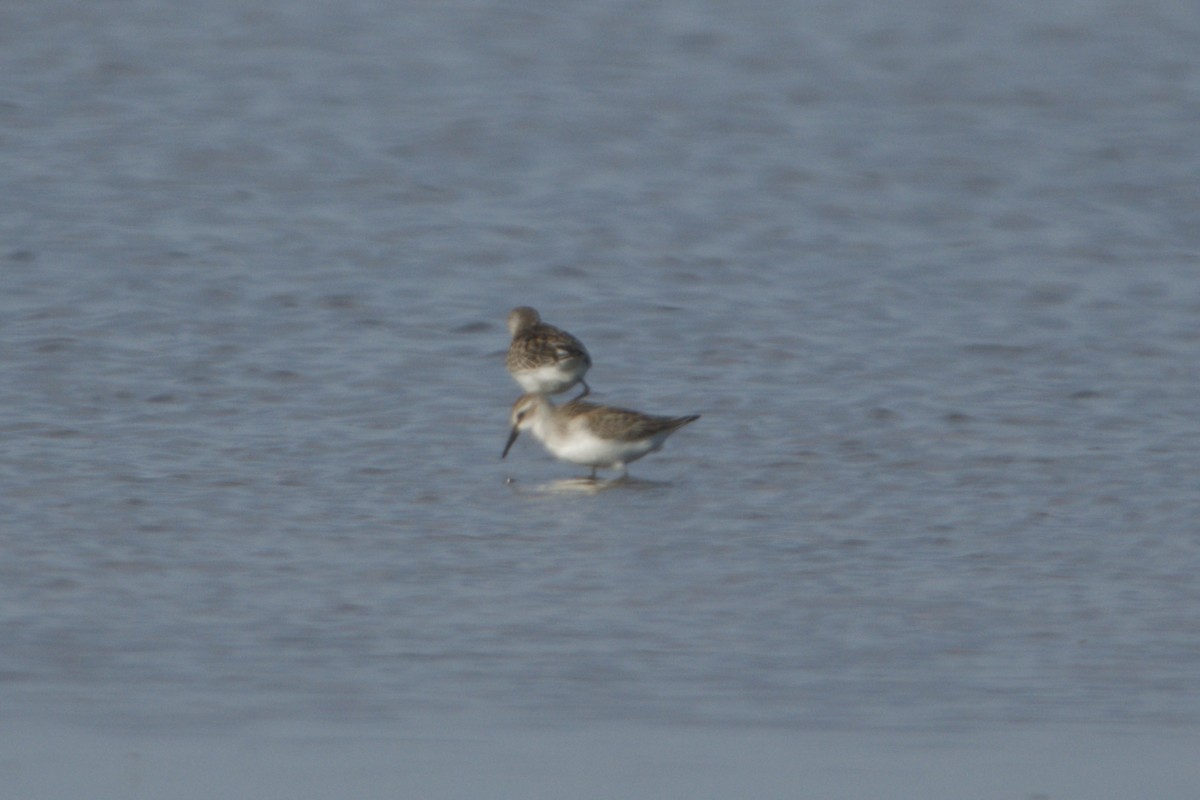 tanımsız küçük kumkuşu (Calidris sp.) - ML641869708