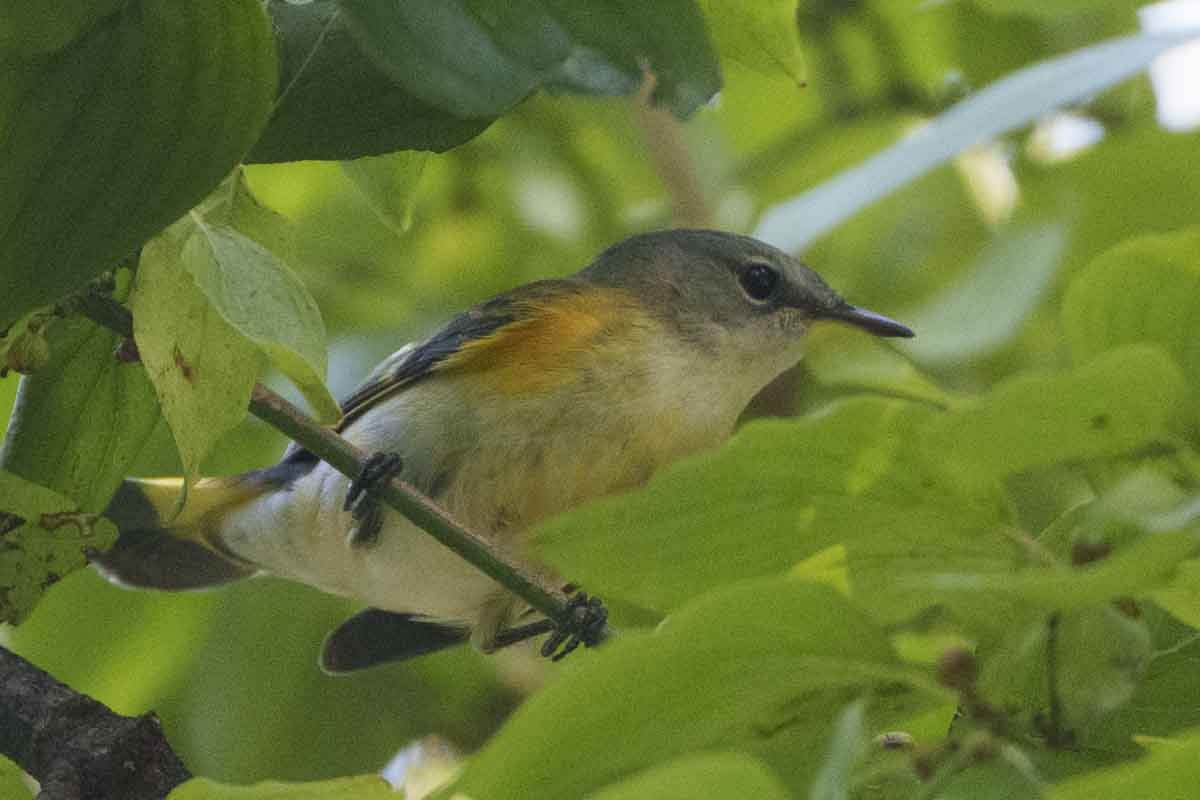 American Redstart - ML641869715