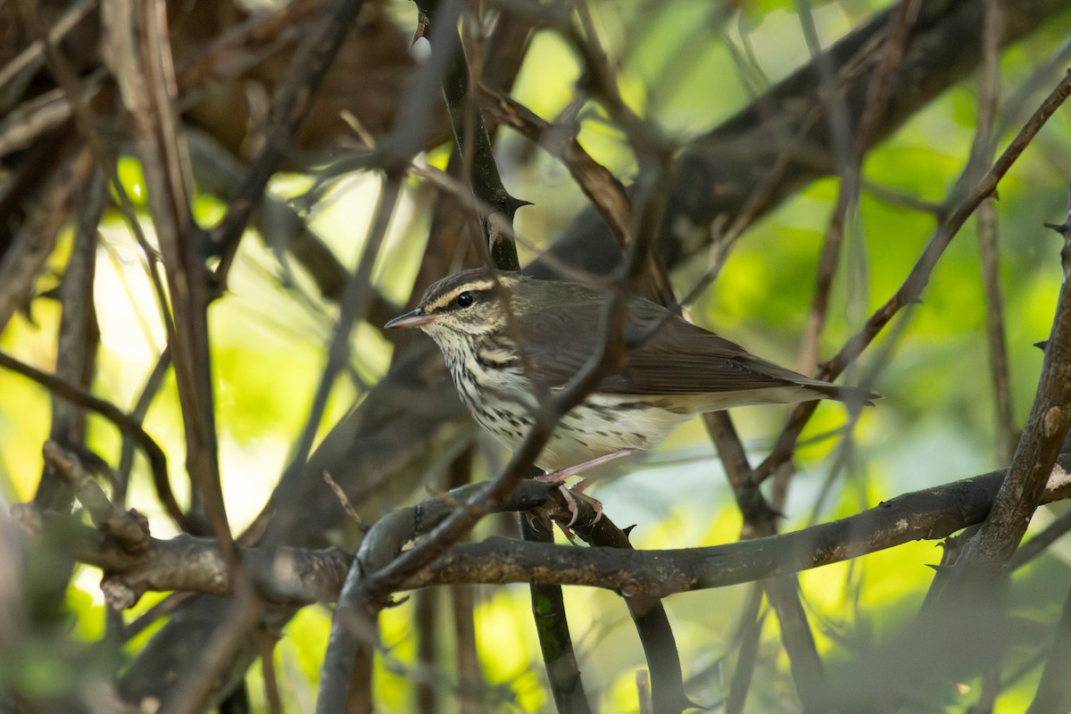 Northern Waterthrush - ML641869719